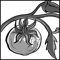 Tomatoes